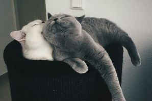 Два котика вместе