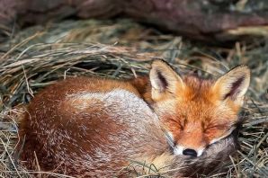 Лиса клубочком