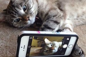 Кошка селфи