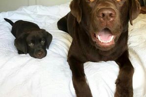 Лабрадор окрас