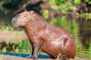 Водные грызуны