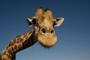 Зубы жирафа