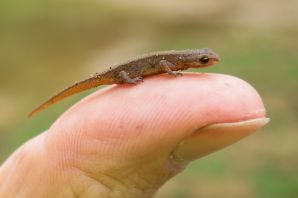 Тритон детеныш