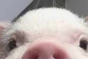 Веселый поросенок