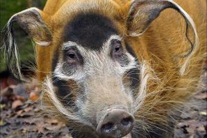 Счастливый кабан