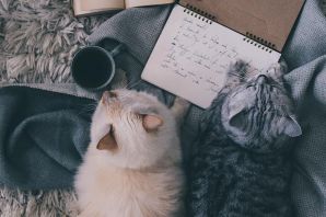 Эстетичные кошки