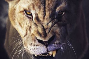 Разъяренный лев