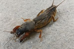 Медведка большая