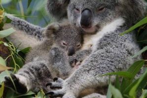 Коала сумка