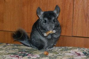 Шиншилла эбони