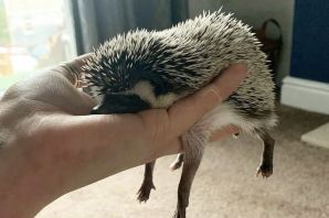 Уставший ежик