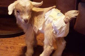 Коза в одежде