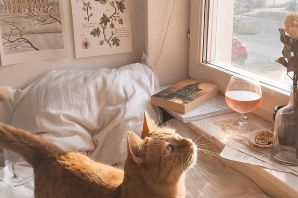 Кот и птица