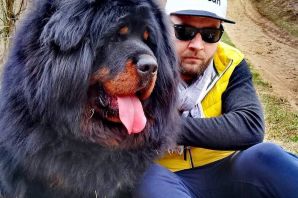 Огромный мастиф