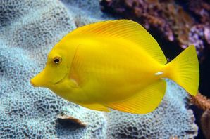 Сине желтая рыба