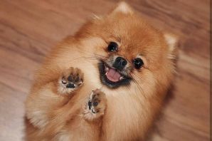 Шпиц окрасы