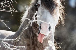 Добрый конь