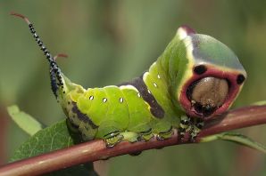 Крупные гусеницы