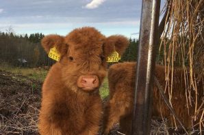 Милый теленок