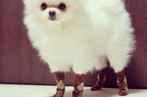 Шпиц в линьке