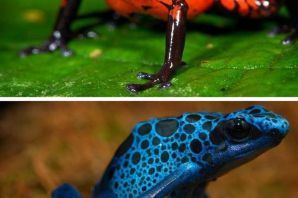 Пятнистая жаба