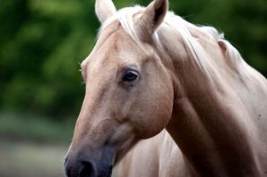 Анфас лошадь