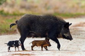 Семейство кабанов