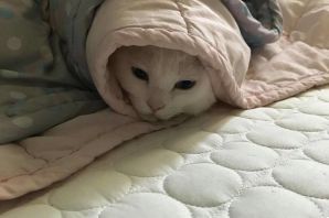 Котик под одеялом