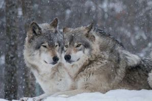 Пара волков