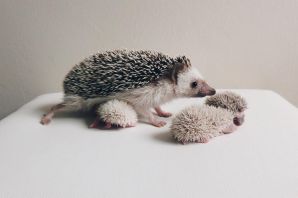 Ежик с кульком