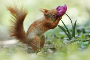 Лапки белки