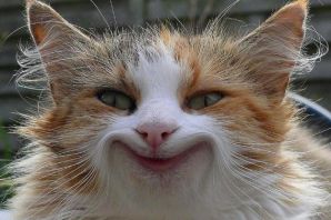 Ехидный кот