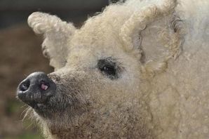 Свинья баран