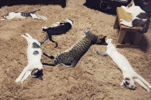 Тусовка котов