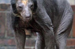 Лысый филин