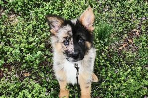 Метис терьера