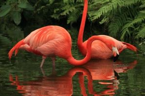 Розовый лебедь