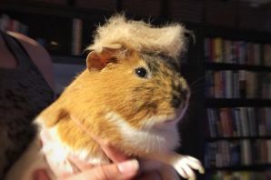 Бритый хомяк