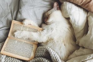 Котенок в кровати