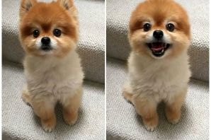 Бельгийский шпиц