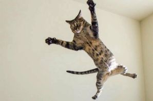 Кот гимнаст