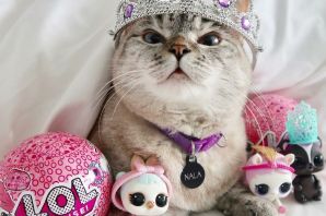 Крутые котята