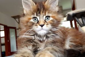 Мейн кун крупный