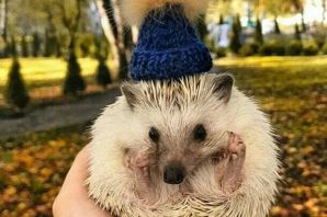 Ежик в носках