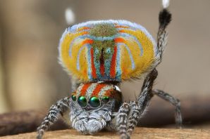 Мелкие пауки