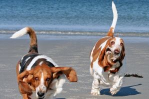 Бигль и корги