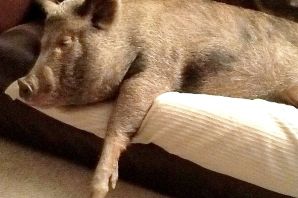 Свинья на диване