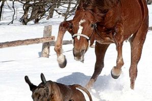 Лошадь юмор