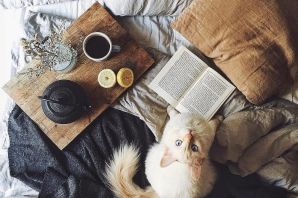 Кот электрик