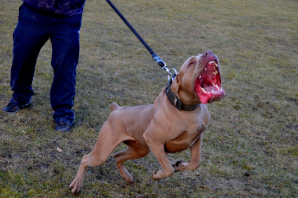 Бэндог собака